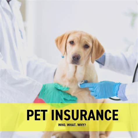 pet health insurance immediate coverage.